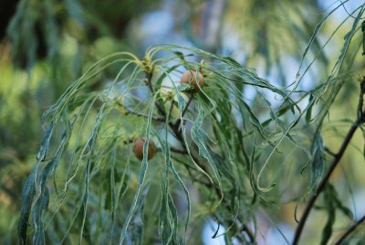 Quercus petraea 'Laciniata' - dub zimní - listy a duběnky
